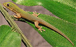 Gecko diurno dorado 