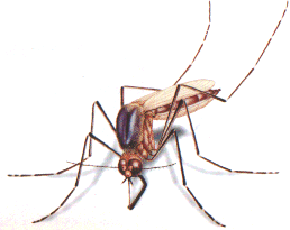 mosquito-filaria[1]
