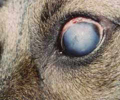 glaucoma-en-perros