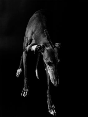 Galgo - Foto propiedad de: Silvi Aranda - Pexels