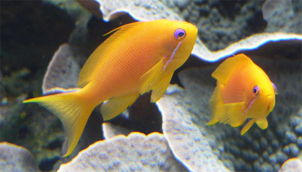 El Anthias squamipinnis: un pez de arrecife