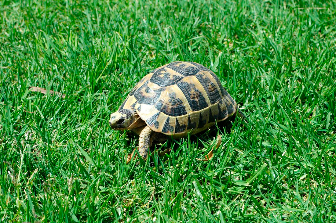 Tortuga de Hernann - Foto propiedad de: Alfred Franz - Pexels