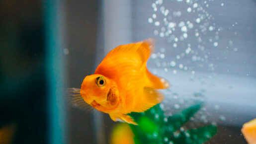 Acuario - Foto propiedad de: Chait Goli - Pexels