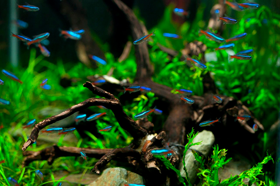 Acuario - Foto propiedad de: Jeffry Surianto - Pexels