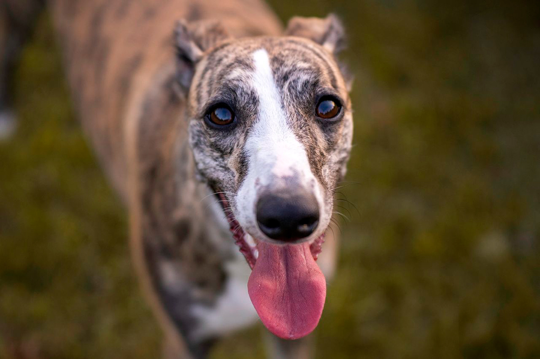 Galgo - Foto propiedad de: - Pexels