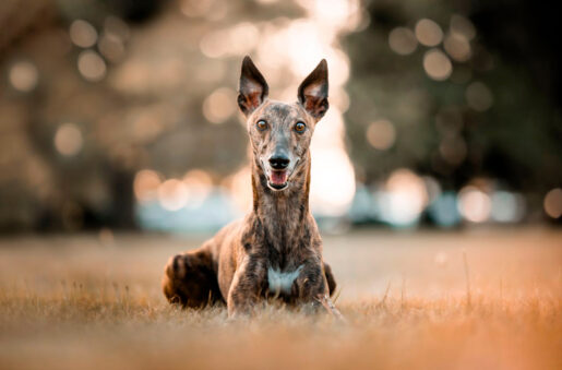 Galgo - Foto propiedad de: Majkel Berger - Pexels