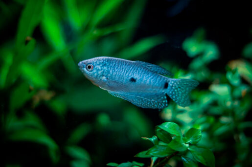 Guramii azul - Foto propiedad de: Aradra P - Pexels