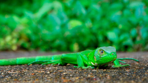 Iguana - Foto propiedad de: Bia Ventureli - Pexels