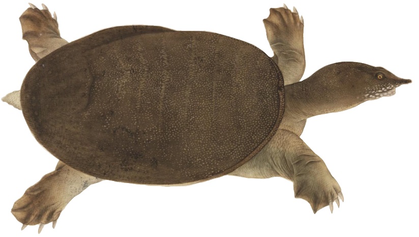 La Trionyx Siamensis: una tortuga de caparazón blando