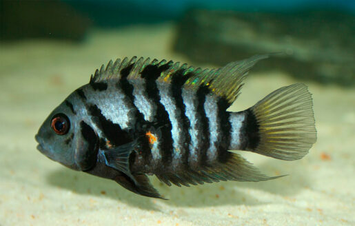 Amatitlania nigrofasciata - Foto propiedad de: S. Olkowicz - Wikipedia
