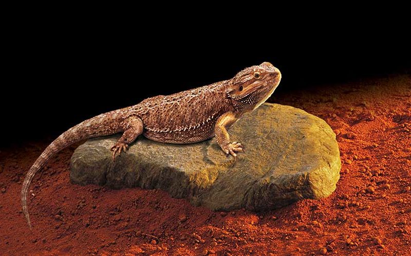 La importancia de la temperatura en los reptiles