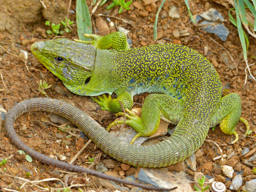 Lagarto ocelado - Por Bernard DUPONT from FRANCE - Jewelled Lizard (Timon lepidus) male found under a stone by Jean NICOLAS,