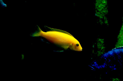Neolamprologus leleupi - Foto propiedad de: Saravanan Narayanan - Pexels