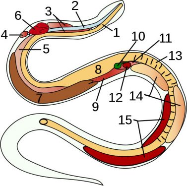 Anatomía de una serpiente