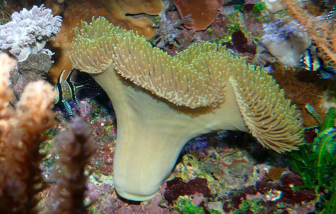 Acuario Marino: Los corales blancos