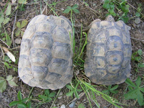 Hembra (izquierda), macho (derecha) de T. graeca - Foto propiedad de: Bárbara - Wikipedia