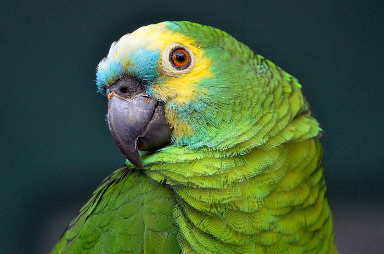 Amazonas de frente azul - Foto propiedad de: Jiří Mikoláš - Pexels