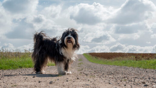 Bearded Collie - Foto propiedad de: Lorna Pauli - Pexels 
