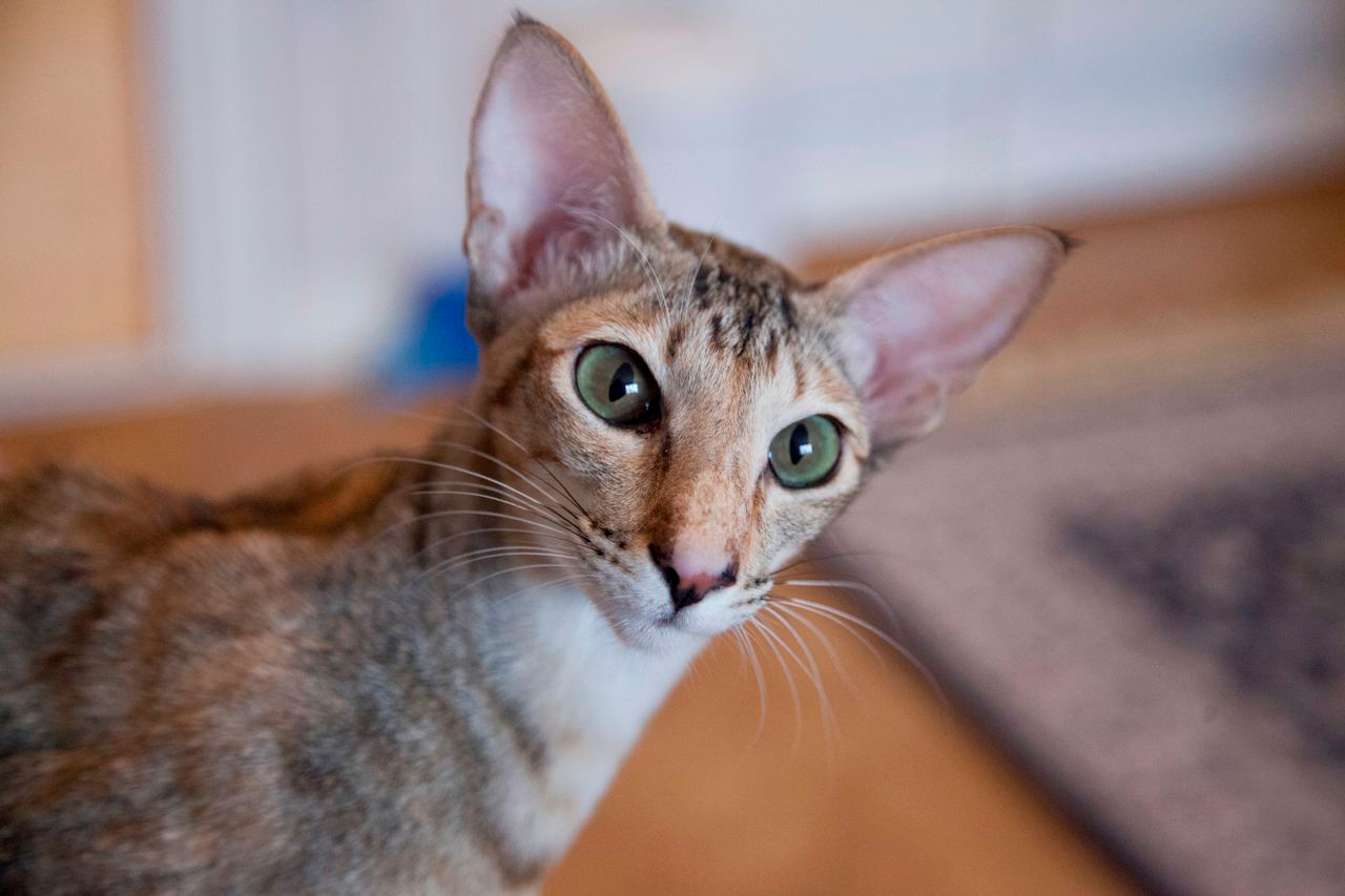 Gato oriental - Foto propiedad de: Krista - Pexels - 22 Noviembre - 2013