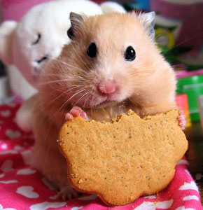 hamster-comiendo-galleta[1]