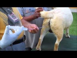 inseminación artificial en perros y gatos