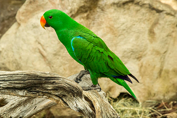 El Eclectus o Eclecto