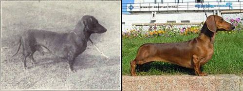 100 años de “mejora” de las razas caninas