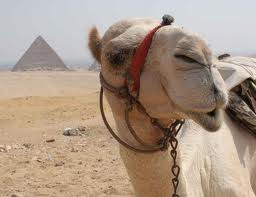 Prohíben la cirugía estética a los camellos en Arabia Saudí