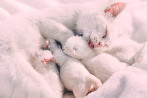 Gato con gatitos - Foto propiedad de: freestocks.org - Pexels
