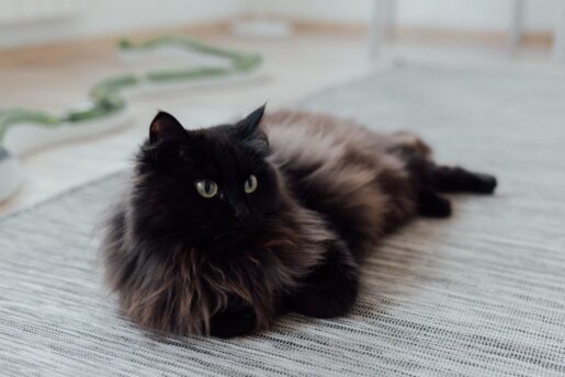 Gato de pelo largo - Foto propiedad de: Arina Krasnikova - Pexels