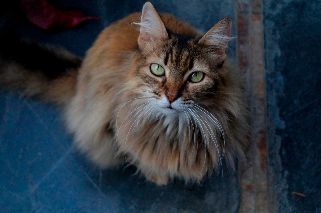 Gato pelo largo - Foto propiedad de: Jesus Miguel Hernandez - Pexels