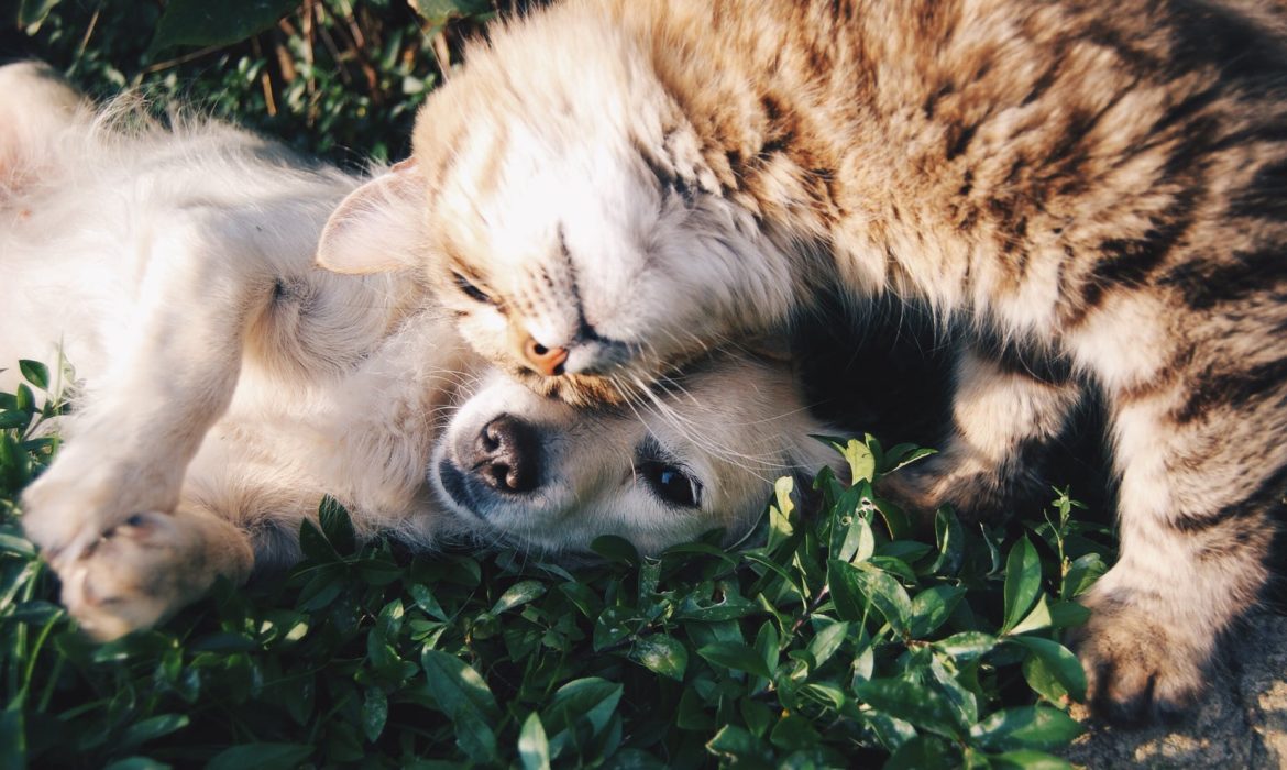 El Ayuntamiento de Sevilla aprueba continuar prestando el servicio de esterilización de perros y gatos para fomentar su adopción