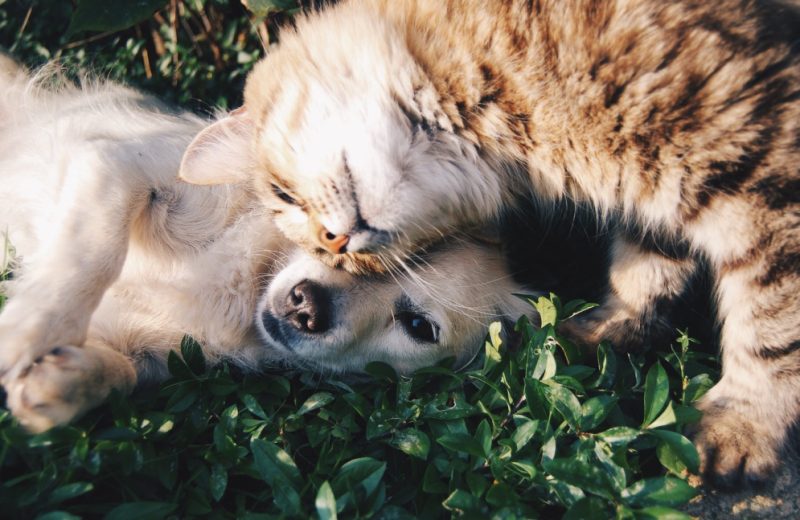 El Ayuntamiento de Sevilla aprueba continuar prestando el servicio de esterilización de perros y gatos para fomentar su adopción