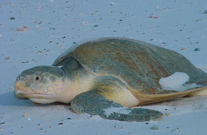 Especies de tortugas marinas –  Tortuga Lora o Lepidochelys kempi
