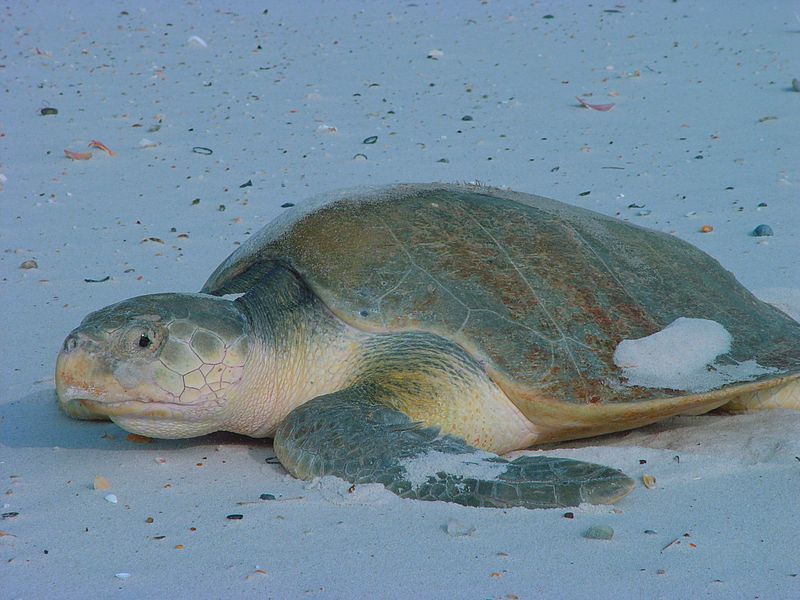 Especies de tortugas marinas –  Tortuga Lora