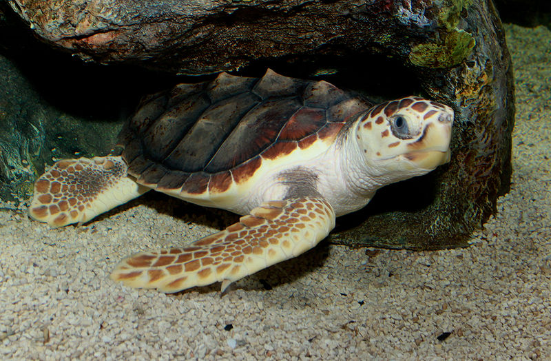 Especies de tortugas marinas – La tortuga Caguama o Caretta