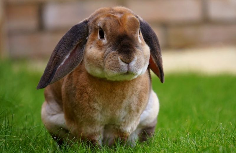 Esterilización y castración en los conejos