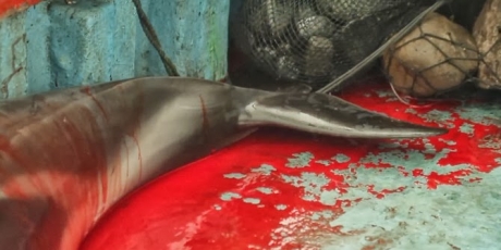 Detengan y penalicen la caza de delfines en las costas de Perú