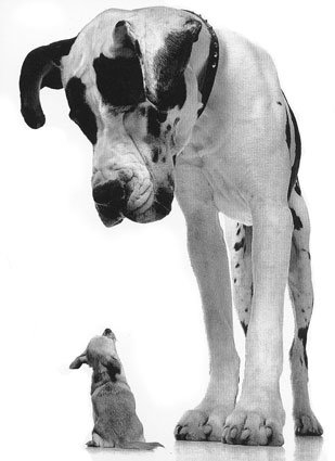 El gen que explica la diferencia de tamaño en perros