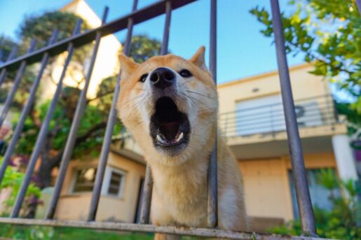 Perro escapista - Foto propiedad de: Manel Vazquez - Pexels