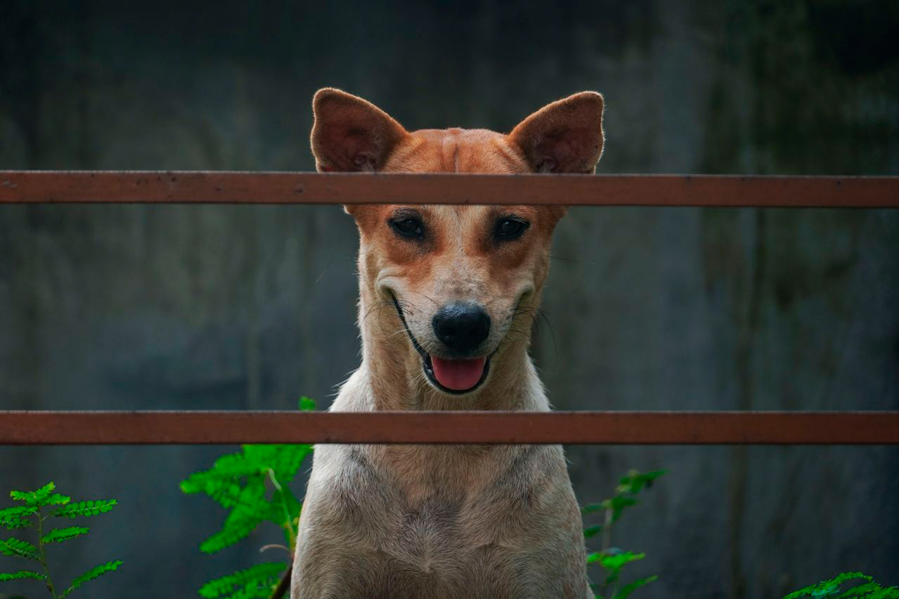 Perro escapista - Foto propiedad de: Rounak Kayal - Pexels - 23 Ene 2014