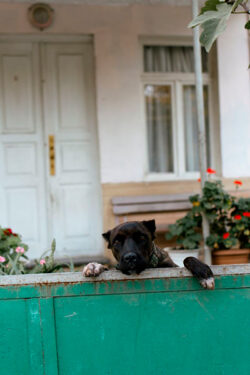 Perro valla - Foto propiedad de: Vladimir Gladkov - Pexels