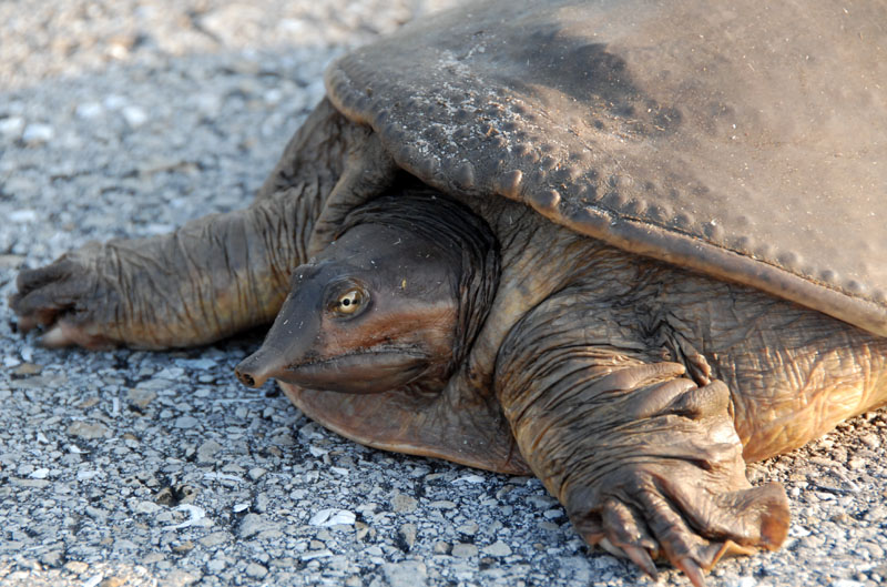 La Trionyx Siamensis: una tortuga blanda