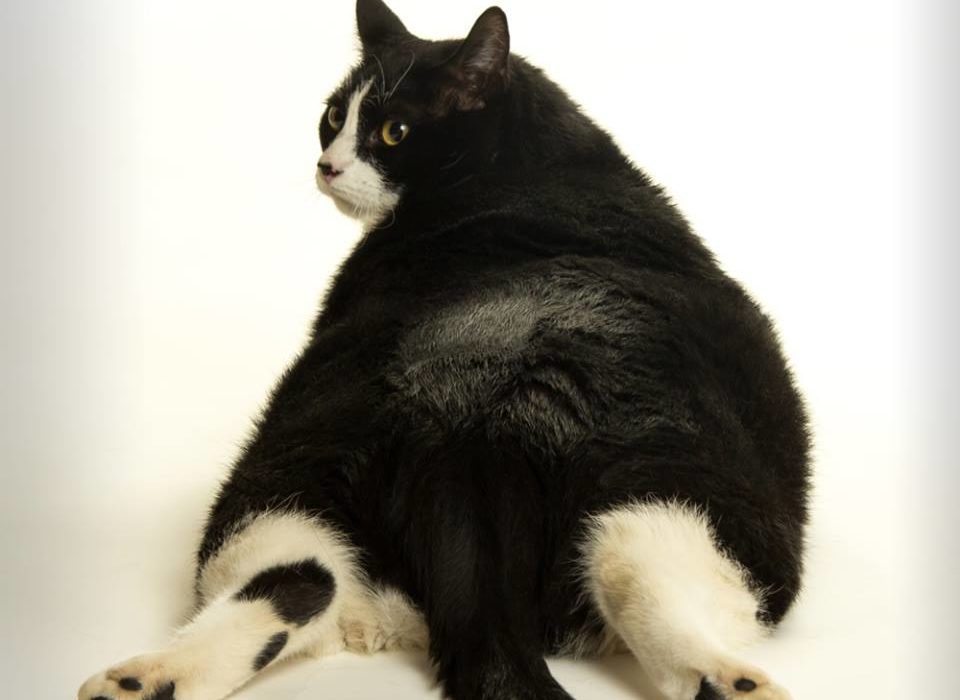 Obesidad: La problemática del gato gordo