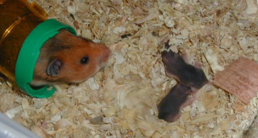 Hamster con bebes