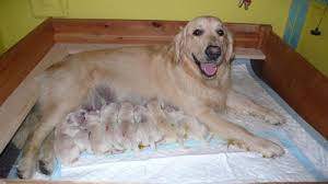 Estadio del parto en las perras