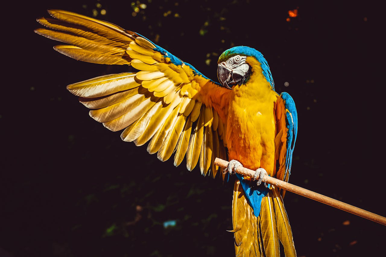 Guacamayo azul - Foto de Ilo Frey - Pexels