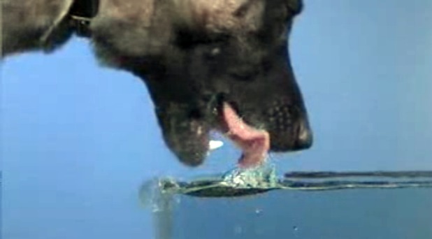 ¿Cuánta agua debe de beber un perro al día?