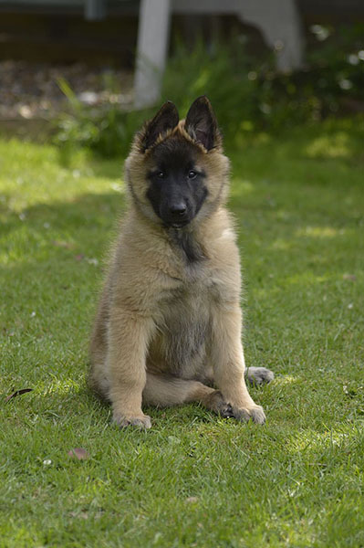 Cachorro pastor belga