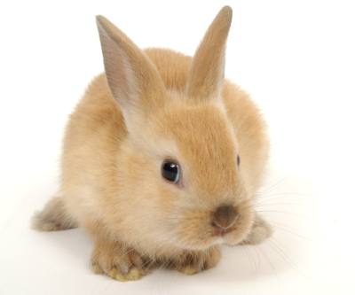 13 cosas que tal vez no conozcas sobre los conejos